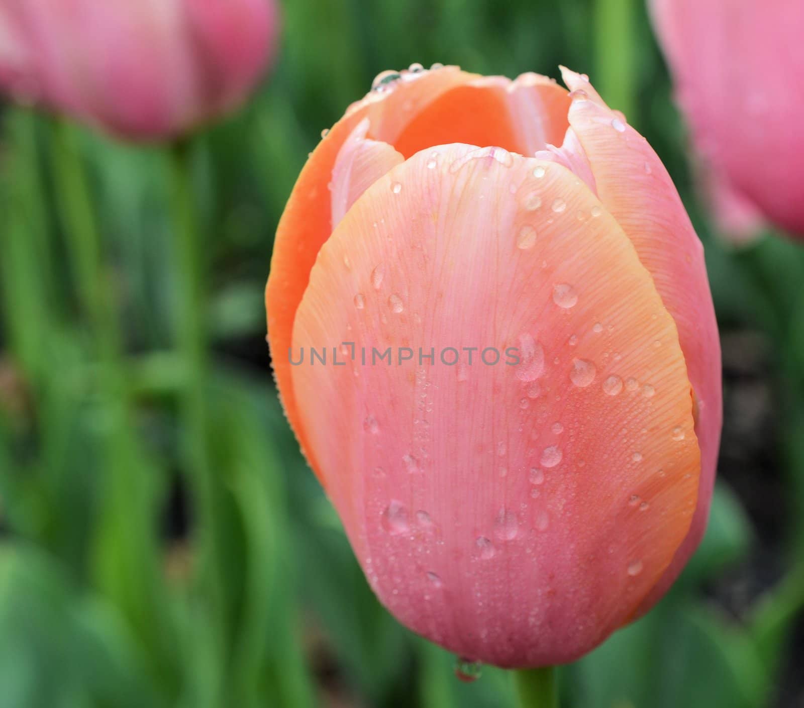 Closeup view of a tulip after a rain storm