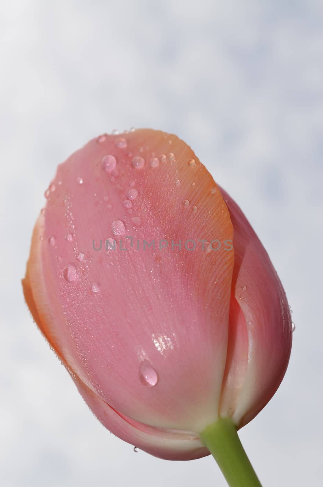 Closeup view of a tulip after a rain storm shown from below