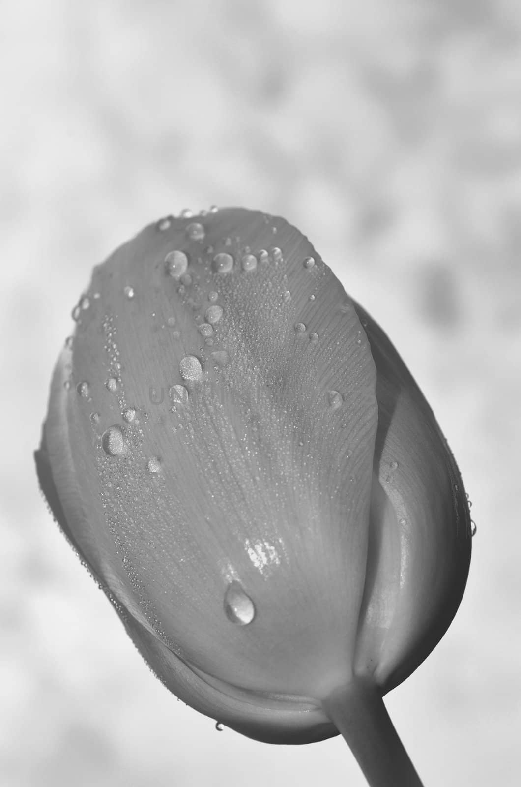 Closeup view of a tulip after a rain storm