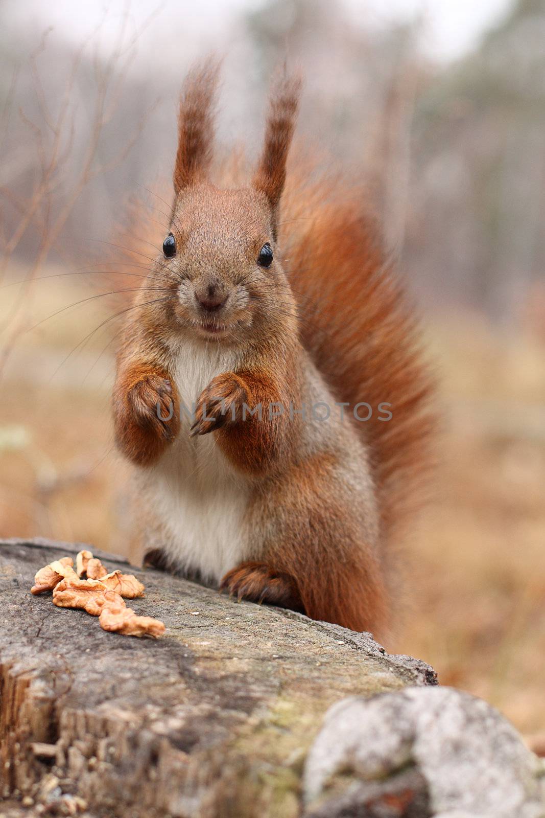 Squirrel on a tree stump in a park