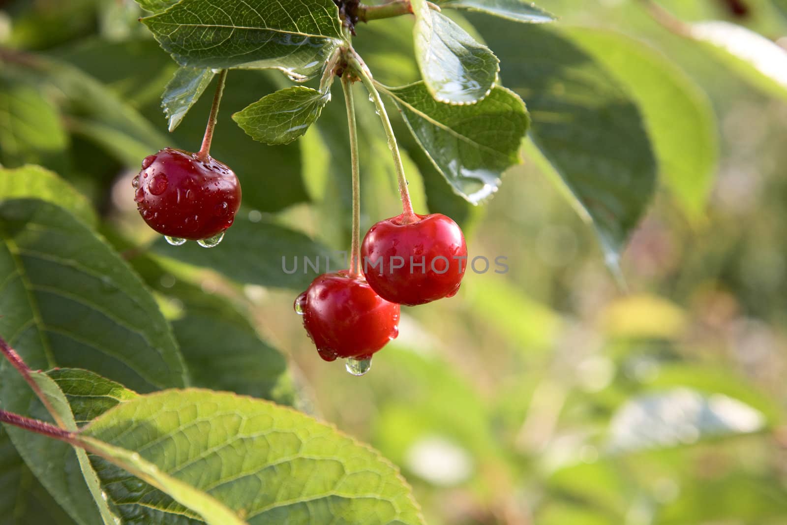 Red cherries on a tree with water drops