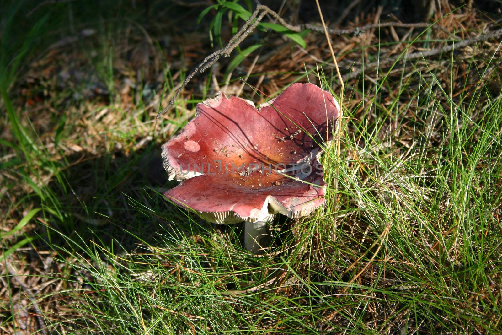 Mushroom a russula on a glade in wood