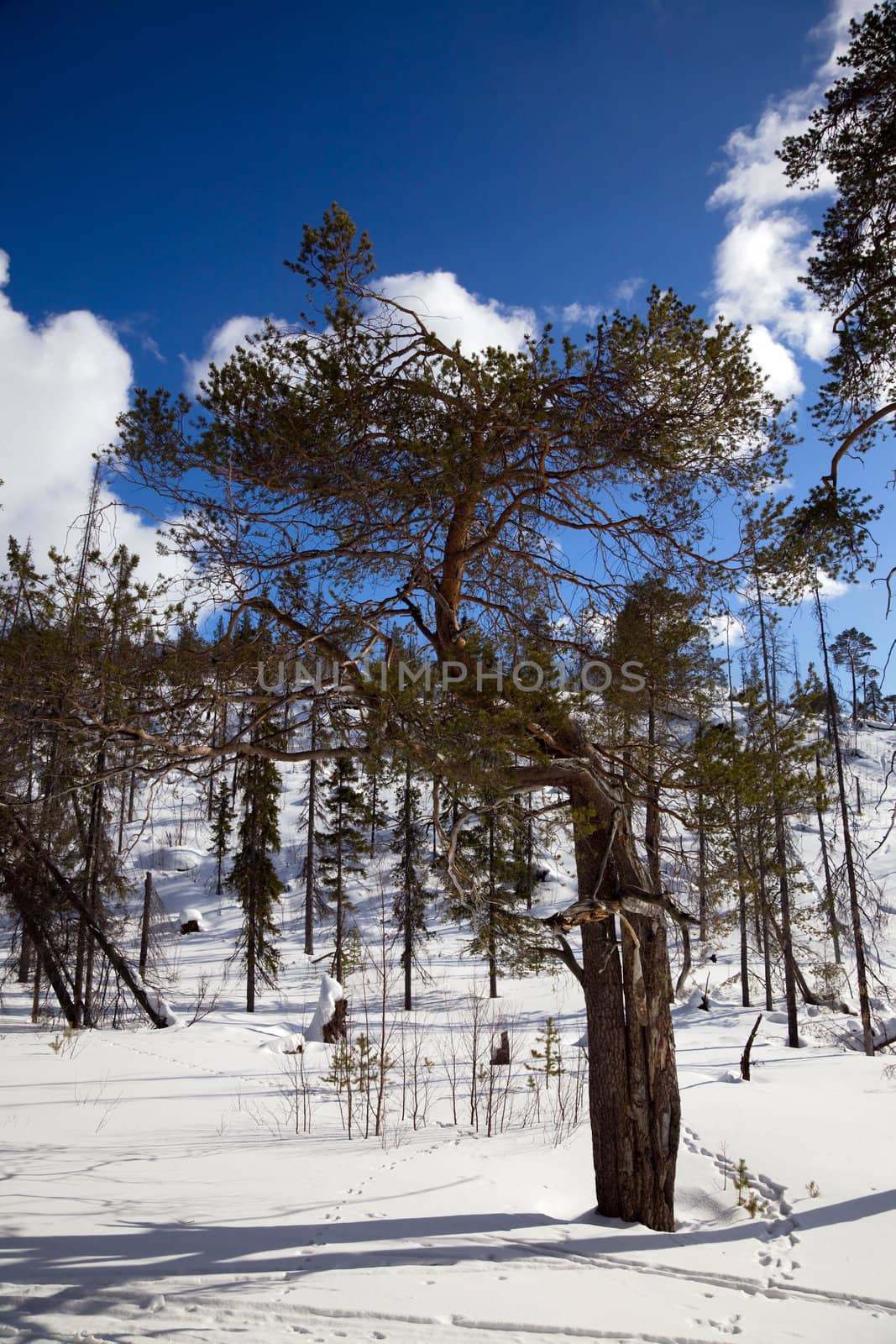 An unusual pine tree in winter forest  against the blue sky and clouds