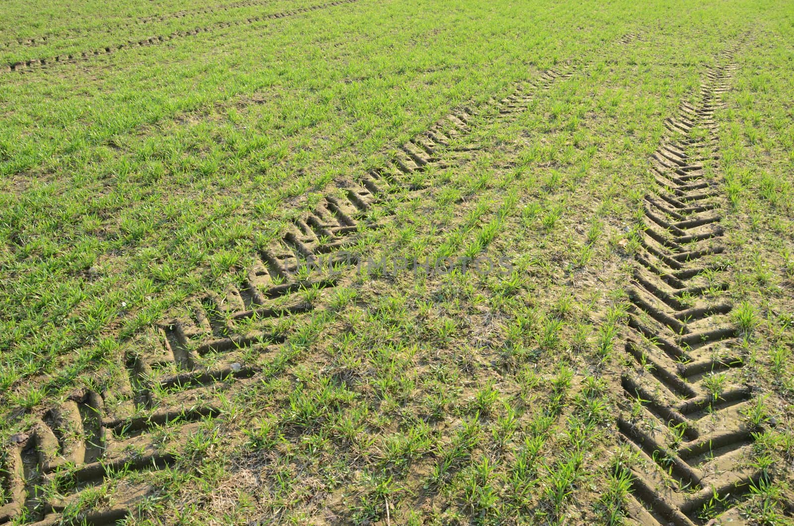 background of agricultural fields with grass growing in spring and truck tractor wheel marks.