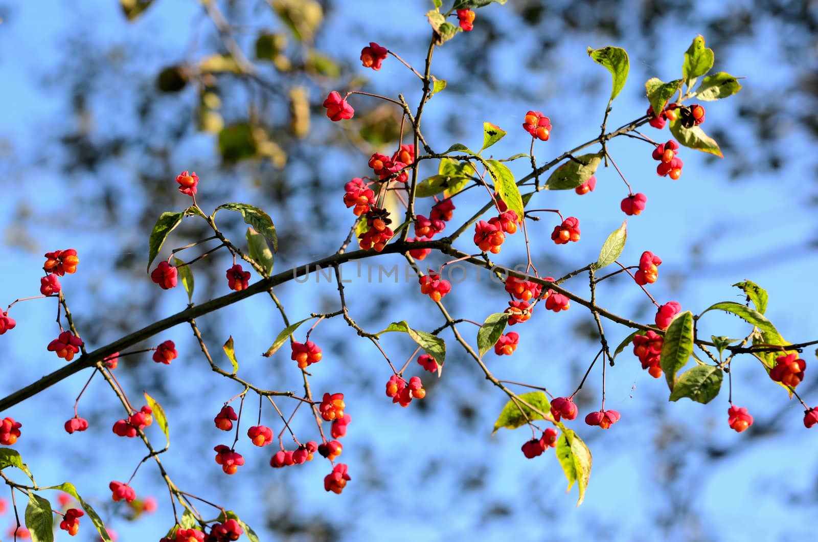 The photo shows a bunch of red fruits and seeds of Euonymus growing on a small tree.