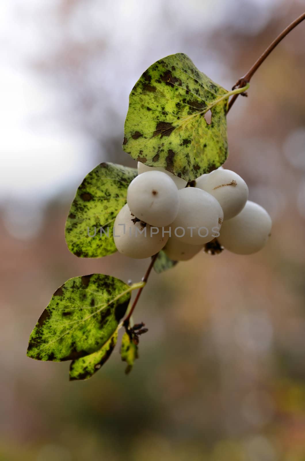 The photo shows a common Snowberry growing on the vine in a blurred background.