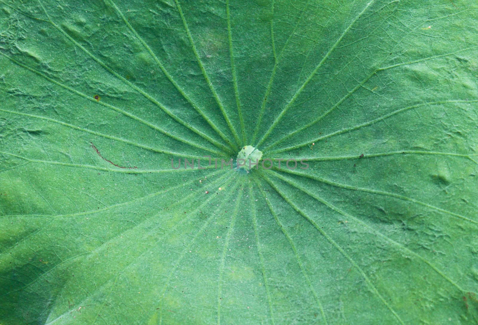 Background of lotus leaf