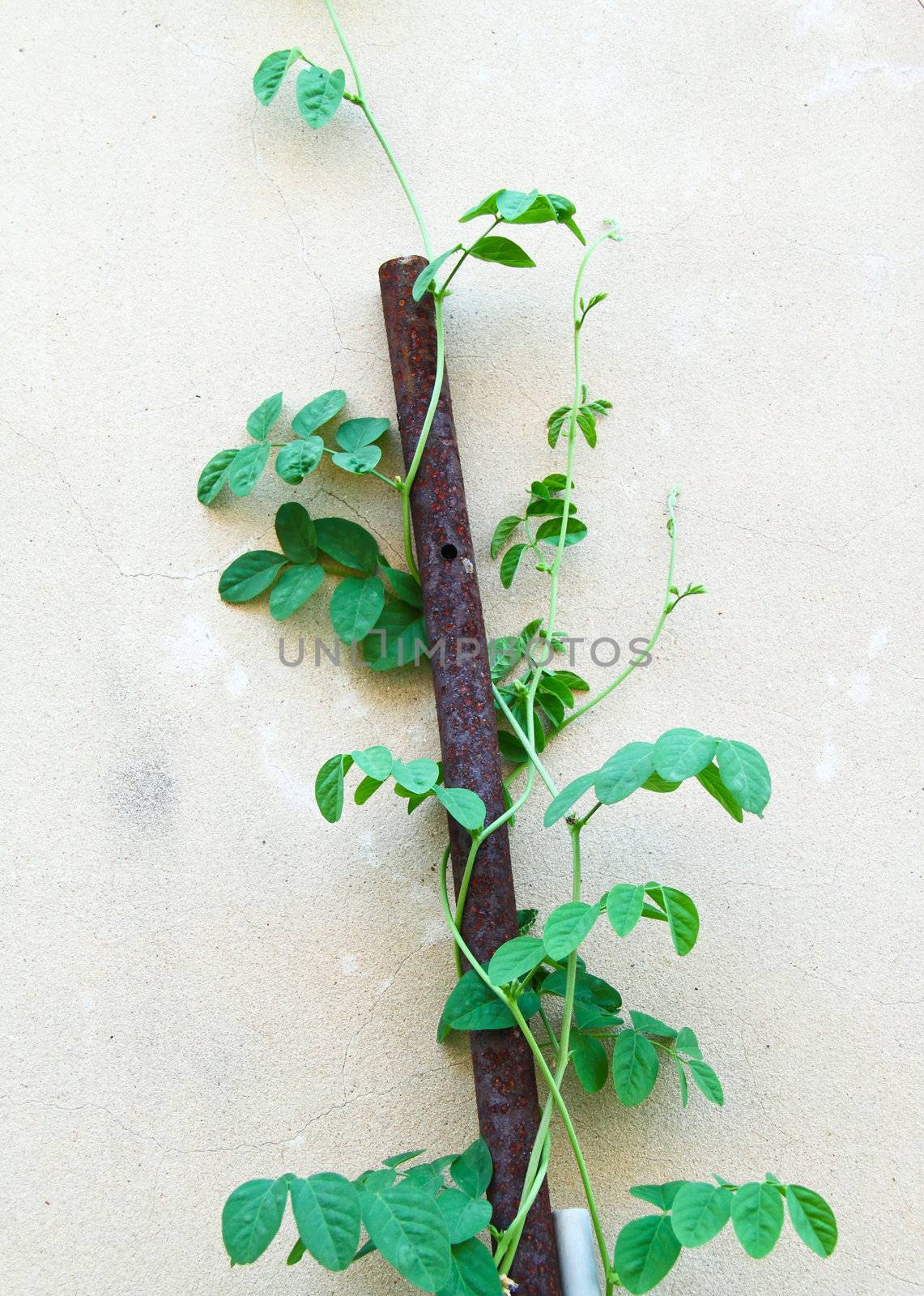 Climbing green ivy on the white wall