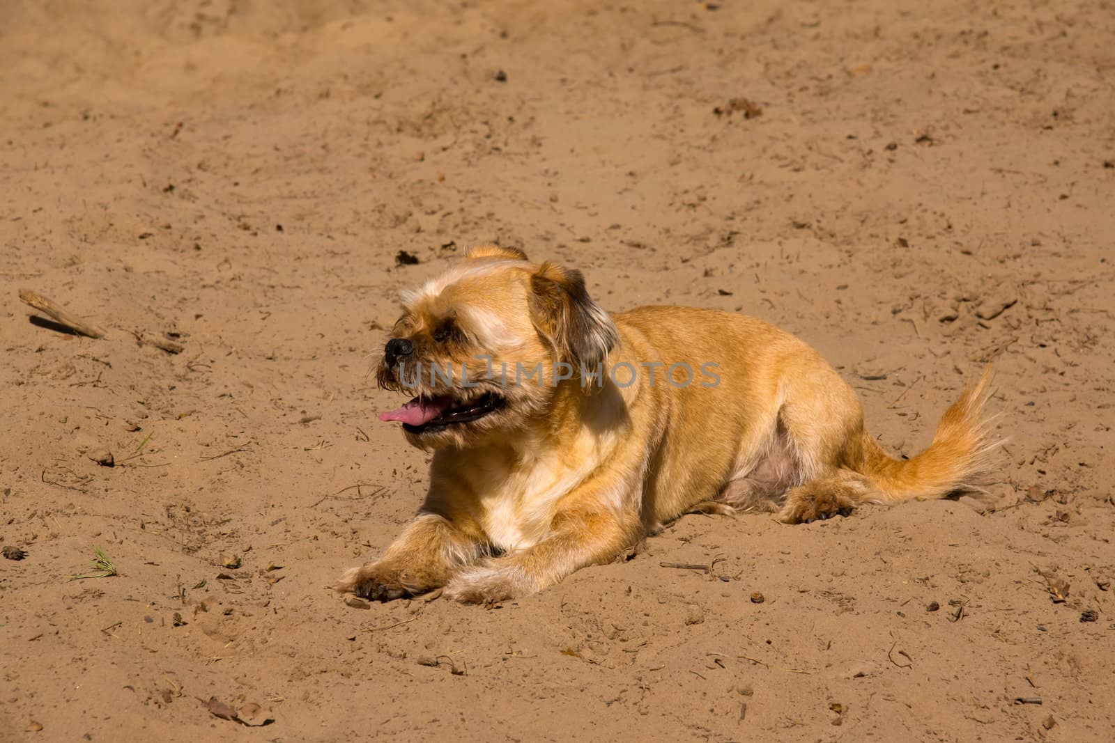 Happy brown dog in the sand