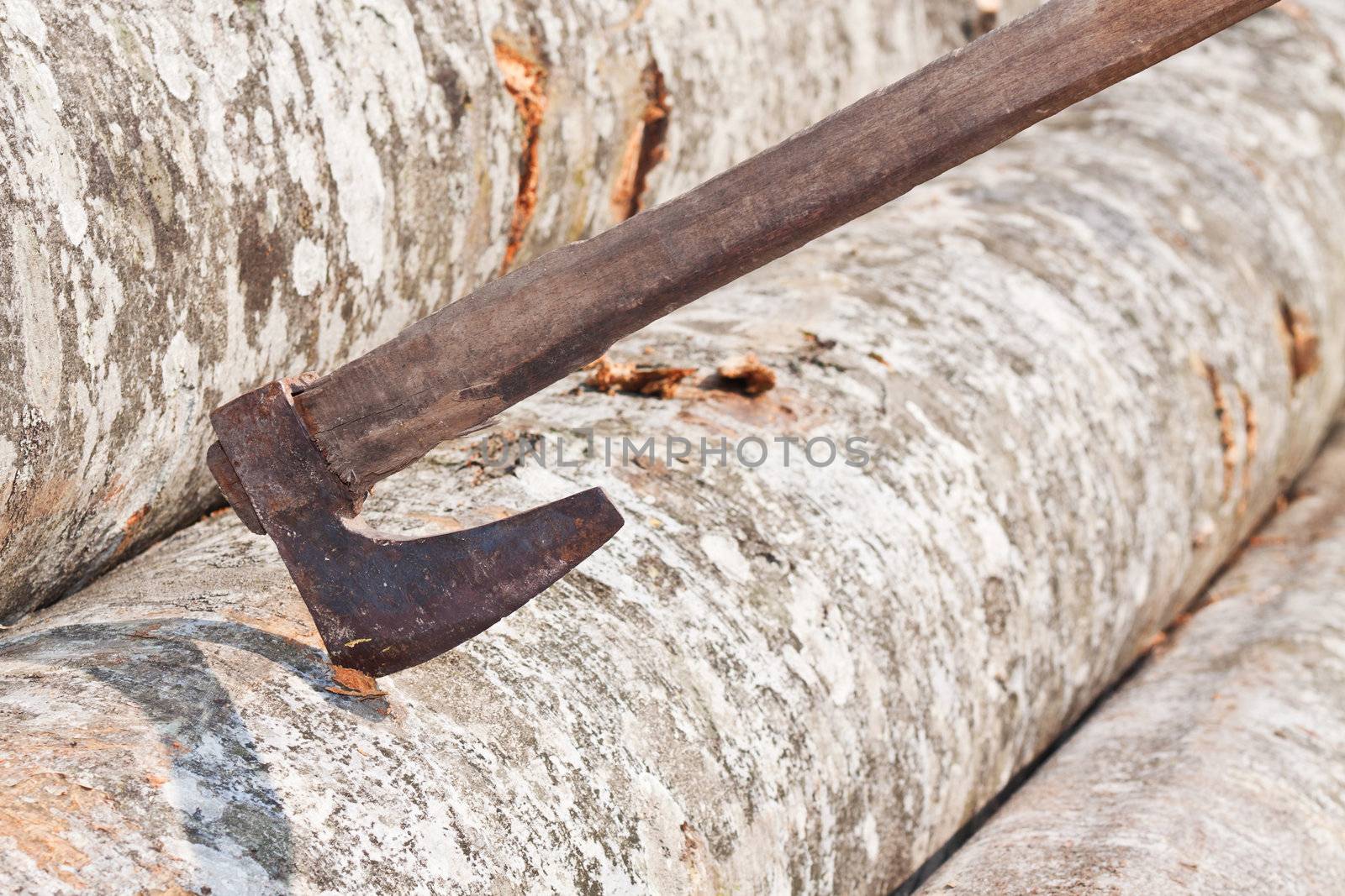 Axe in a beech log, horizontal shot.