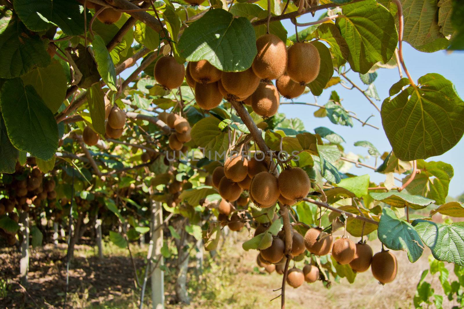 Photo of ripe kiwi fruits in a kiwi garden.