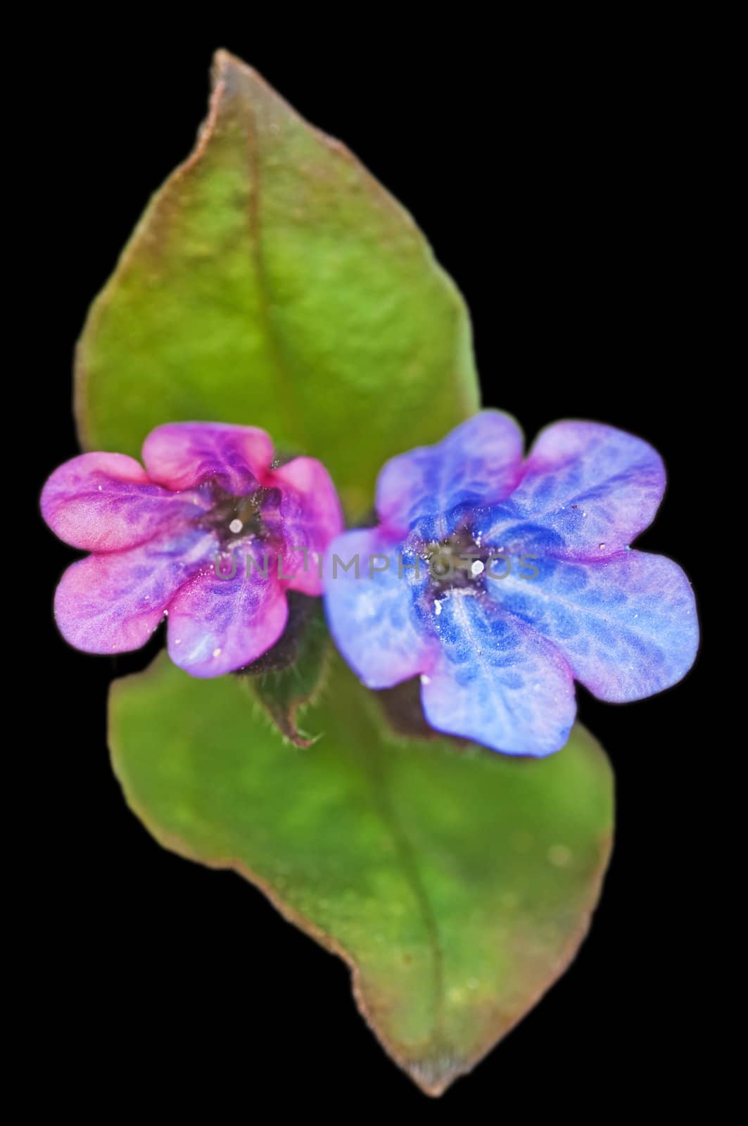 lungwort by Jochen