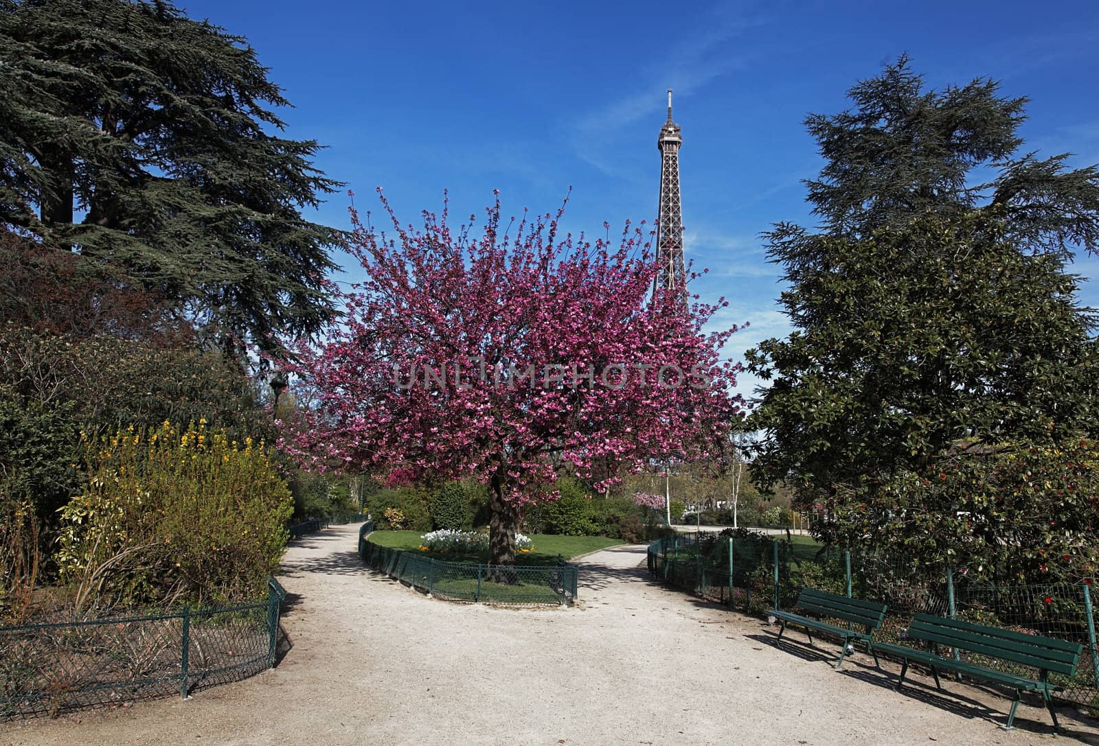 Image during the spring, of the Eiffel Tower from a beautiful park in the vicinity.