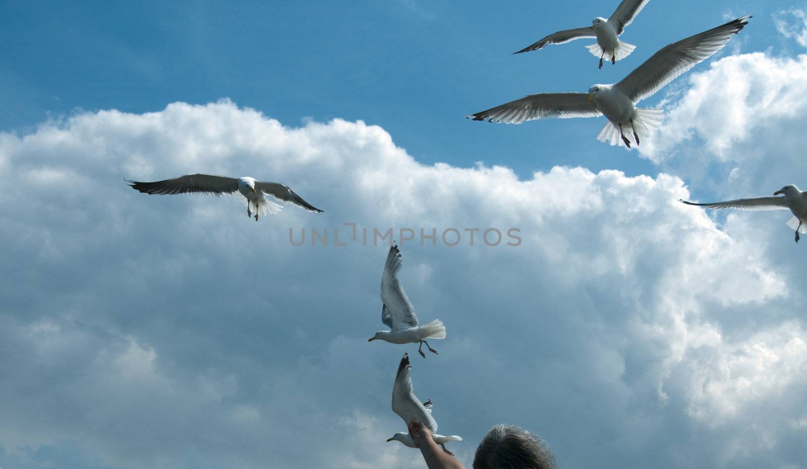 feeding the seagull with blue sky and clouds by compuinfoto