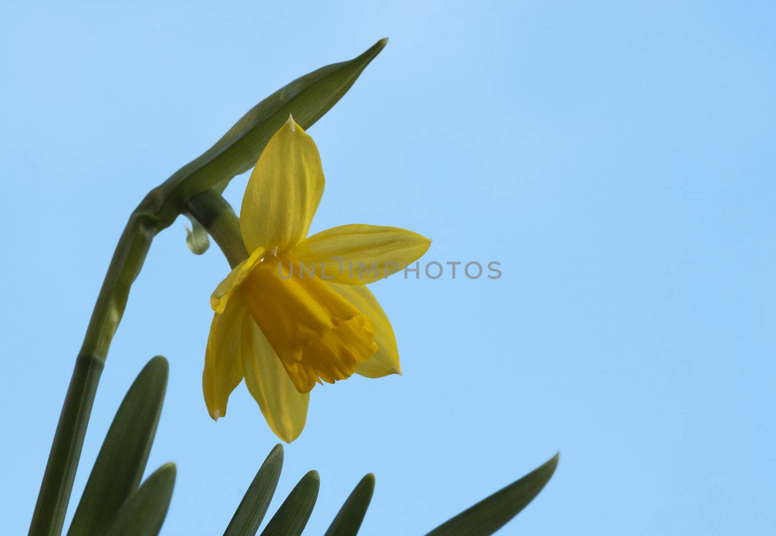 yellow daffodil with blue sky