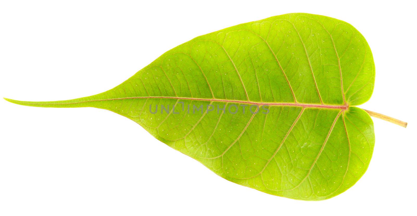 Green  bo leaf vein on white background by bajita111122
