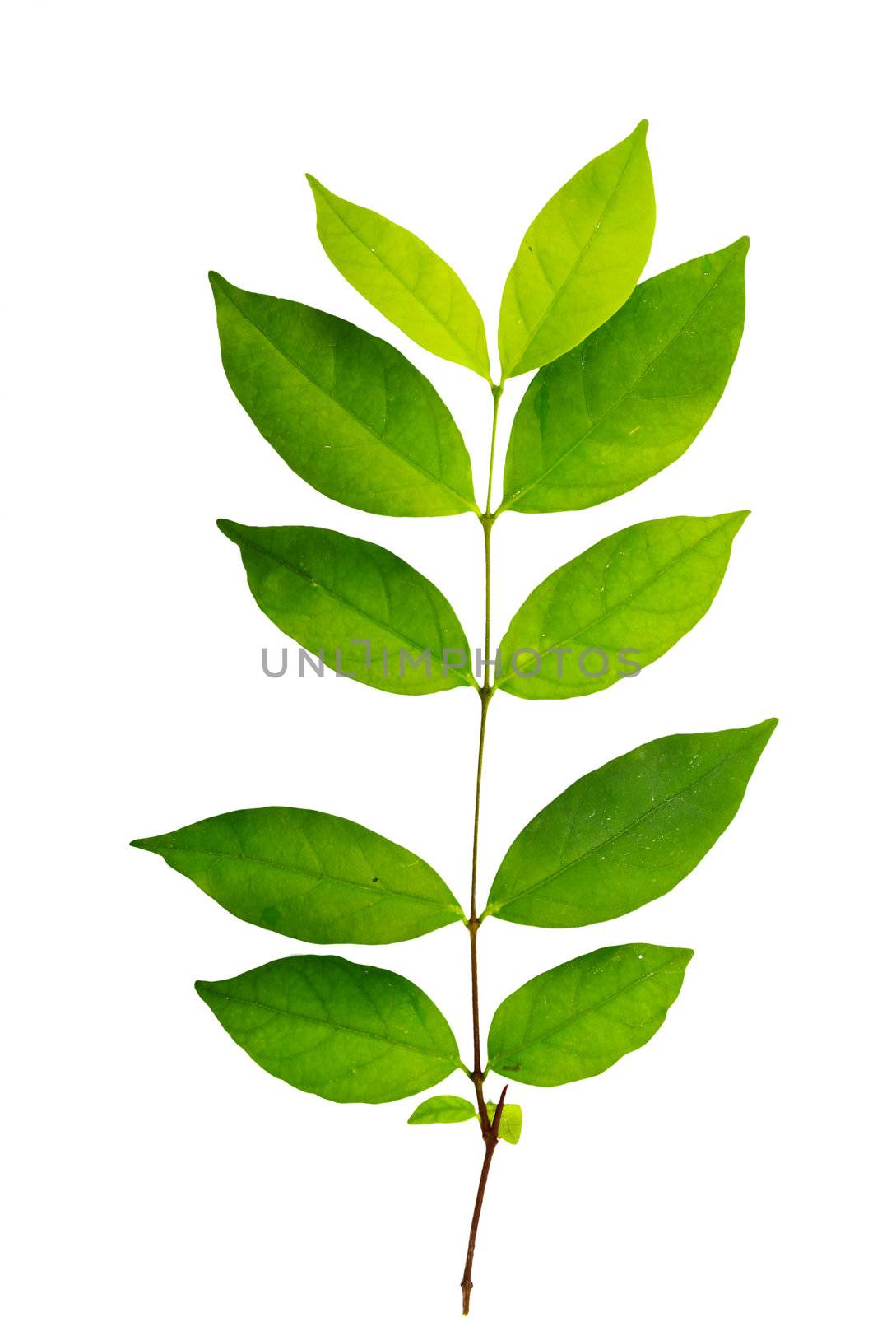Green leaf isolated on white background by bajita111122