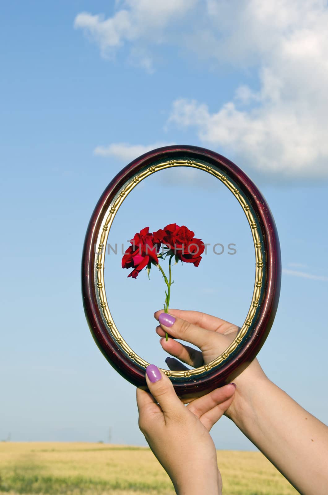 girl hands holding frame and rose by alis_photo