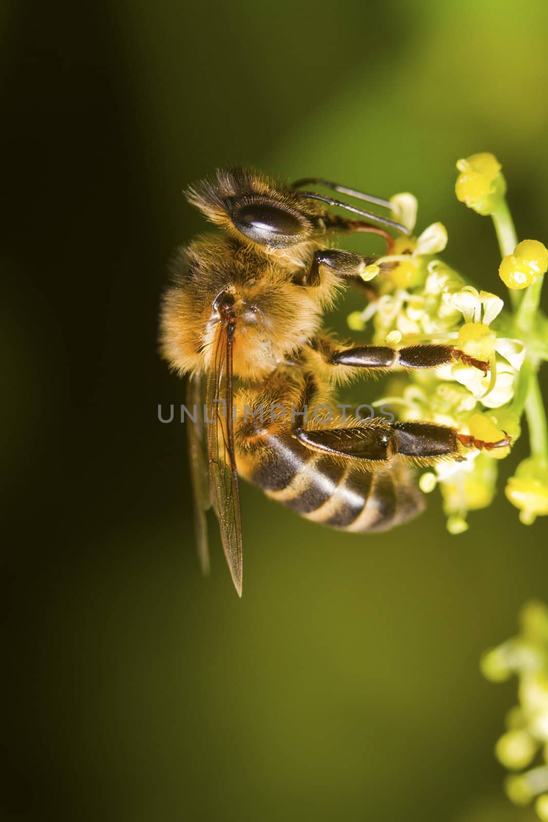 Close view of a honey bee on top of a flower.