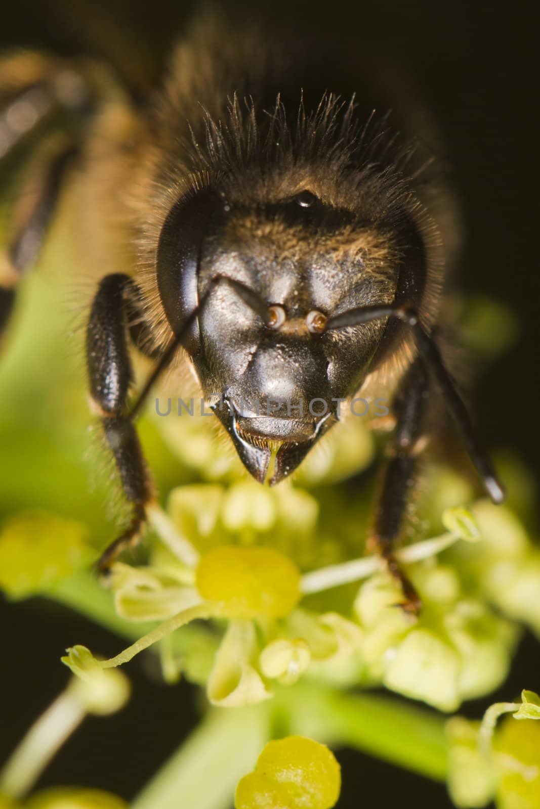 Close view of a honey bee on top of a flower.