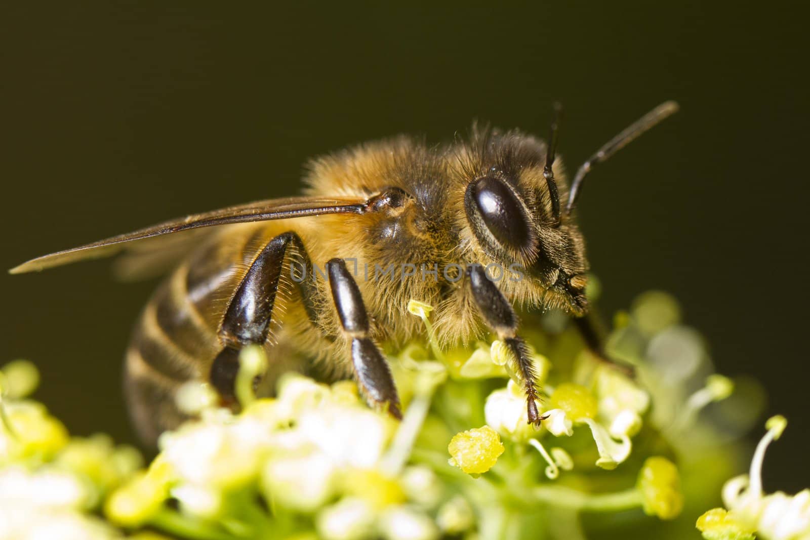 Close view of a honey bee on top of a flower.