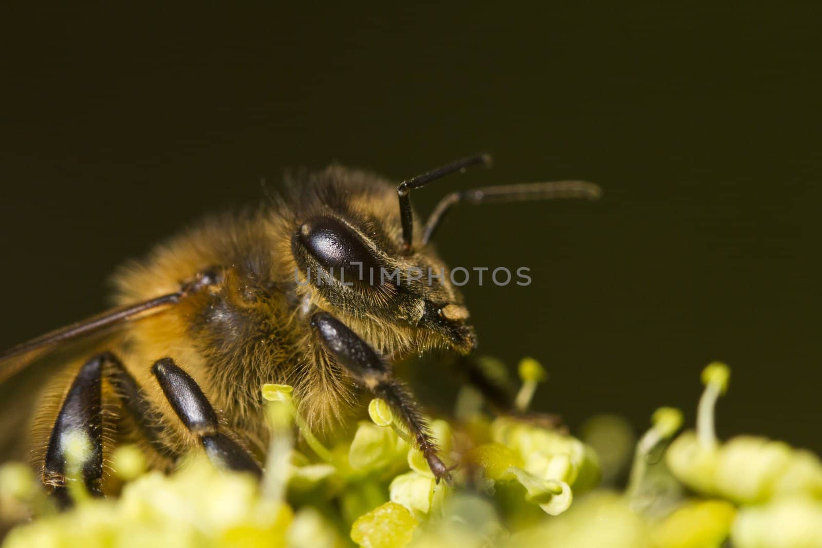 Close view of a honey bee on top of a flower.