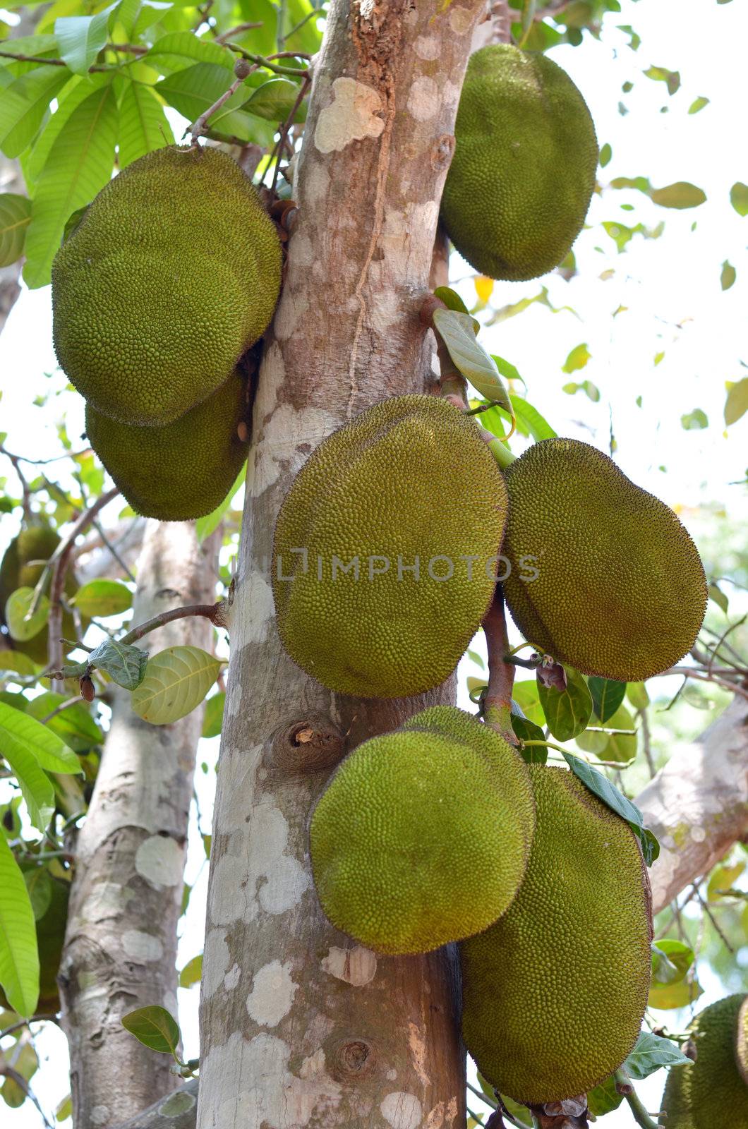 A tree branch full of jack fruits , jackfruit hanging on the tree