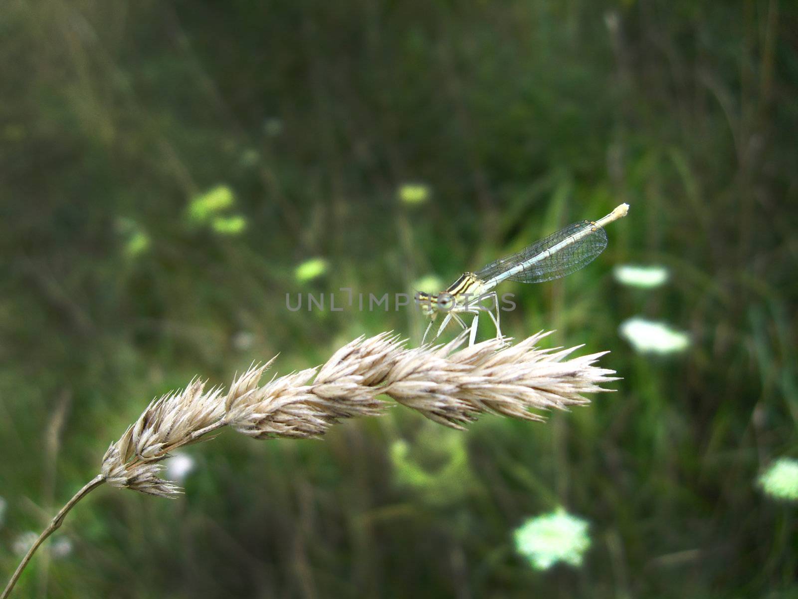 a little dragonfly sitting on the spikelet