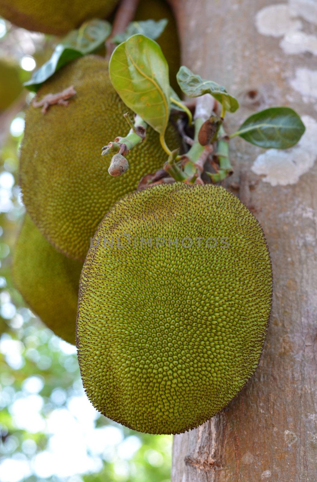 A tree branch full of jack fruits , jackfruit hanging on the tree