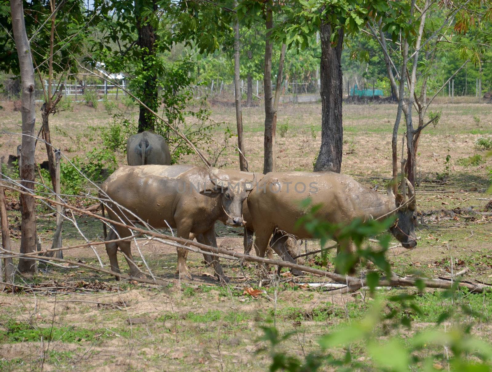 buffalo eating grass in a field.