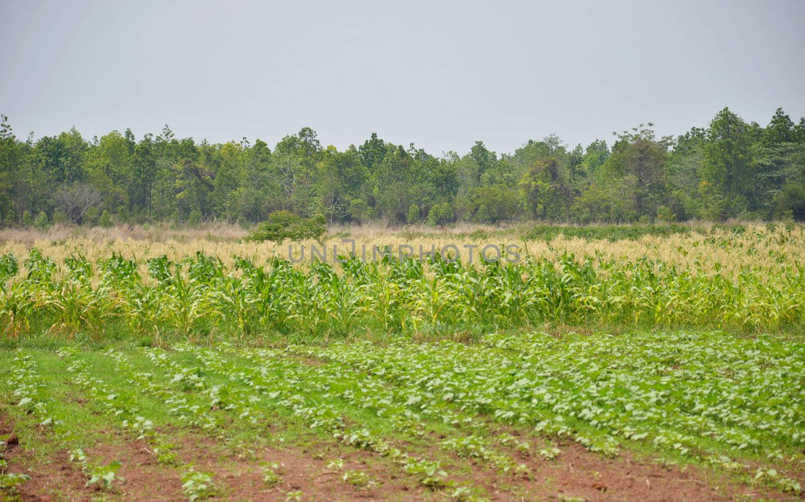 Agricultural landscape of corn field on small scale sustainable farm