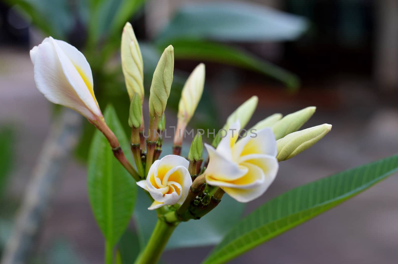 Close up of Plumeria flowers and buds