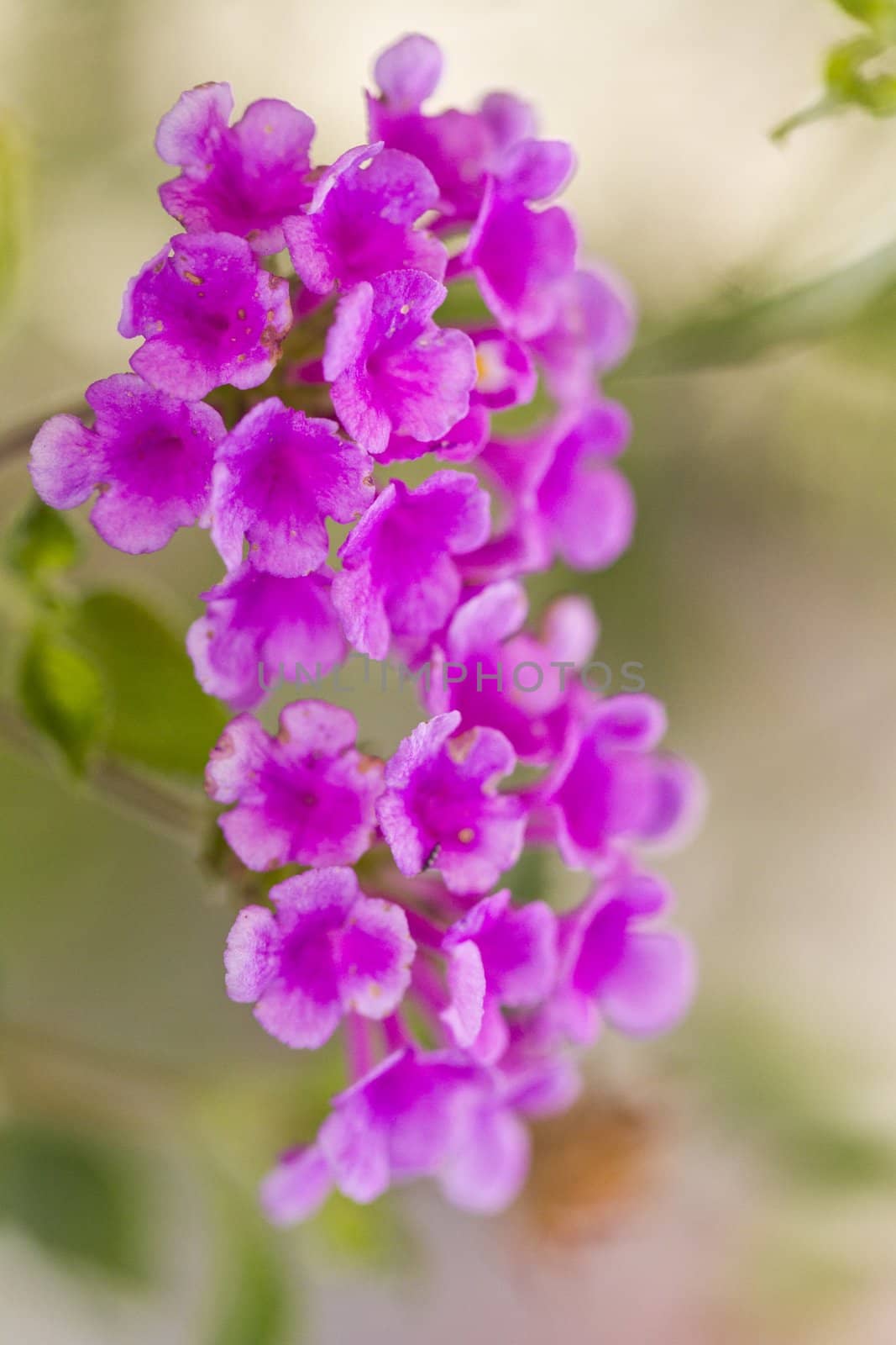 Close up view of the beautiful purple lantana camara flower.