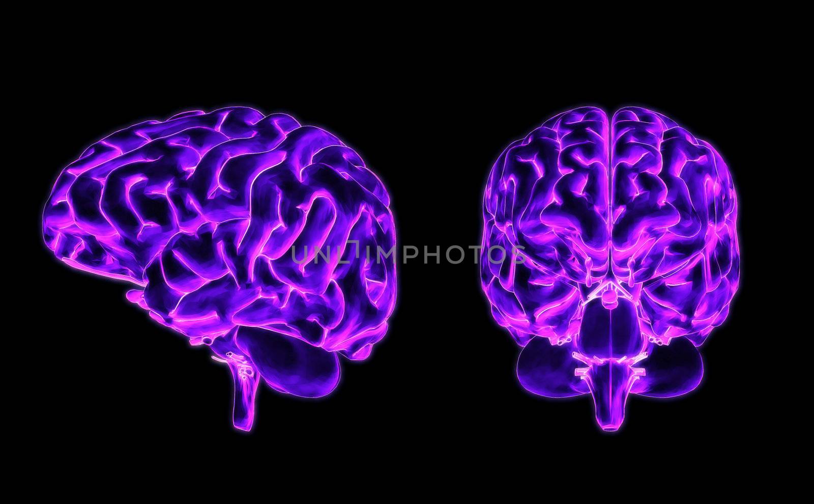 Three dimensional violet brain - front and side