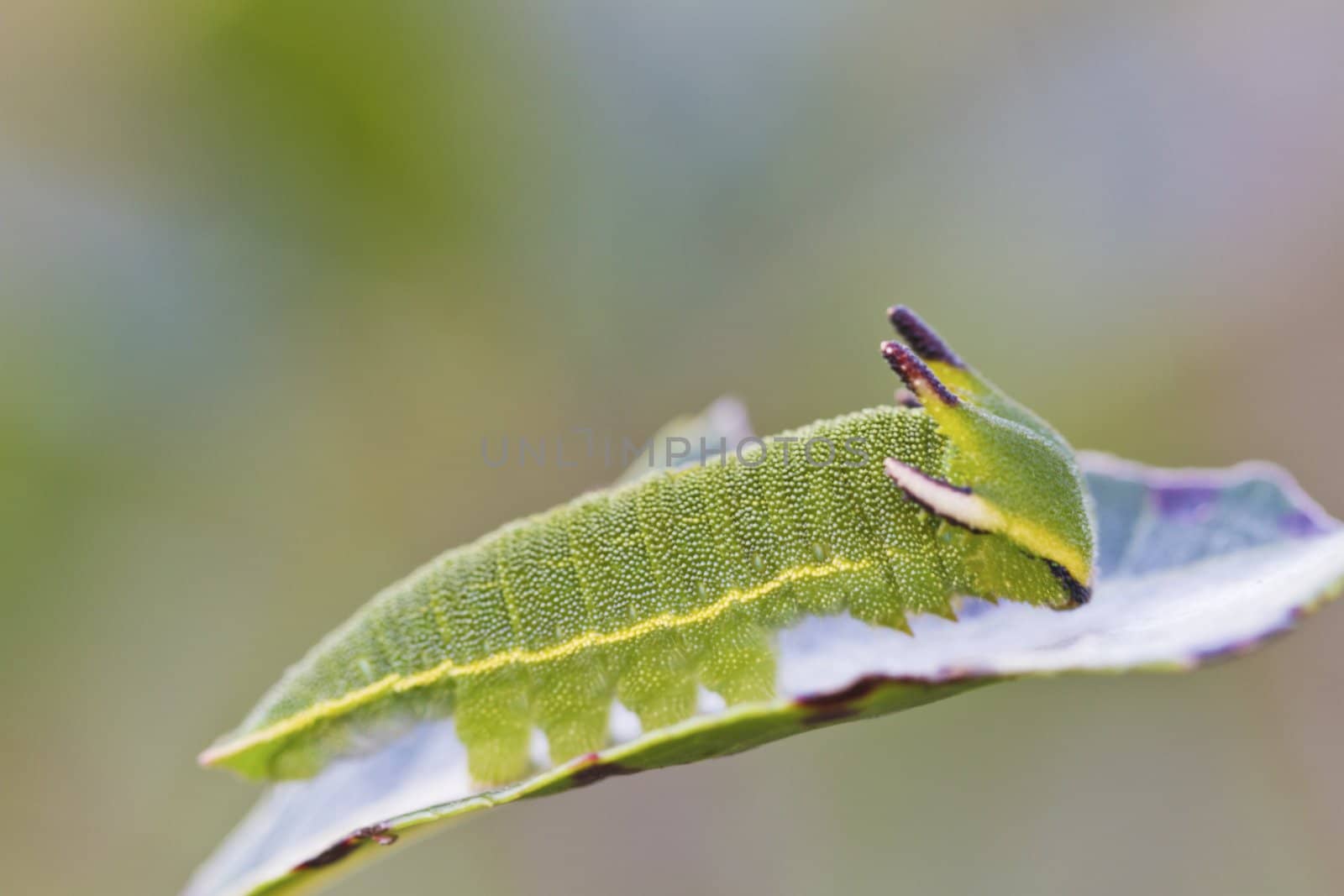 Close view of Arbutus Unedo caterpillar, Foxy Emperor (Charaxes jasius).