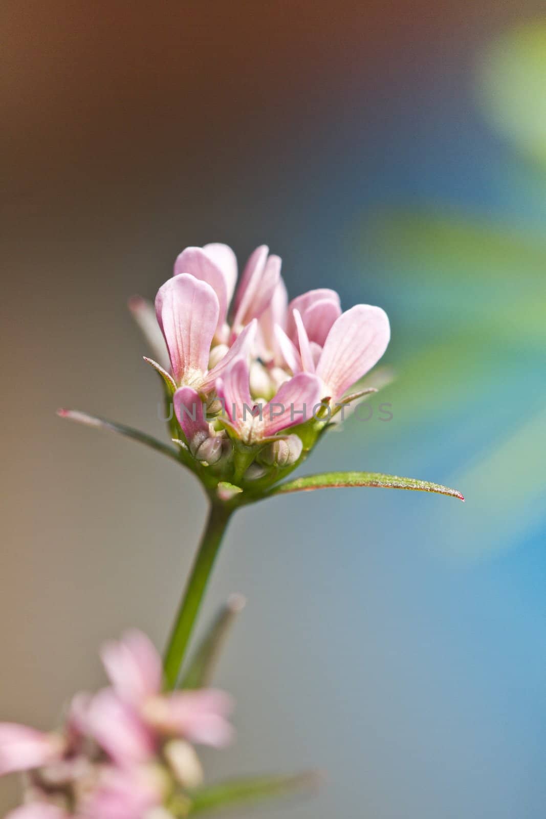 Close up view of the Prickly Thrift (Armeria pungens) wildflower.