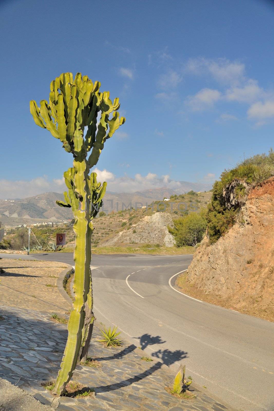 ascending single cactus on the mountain road