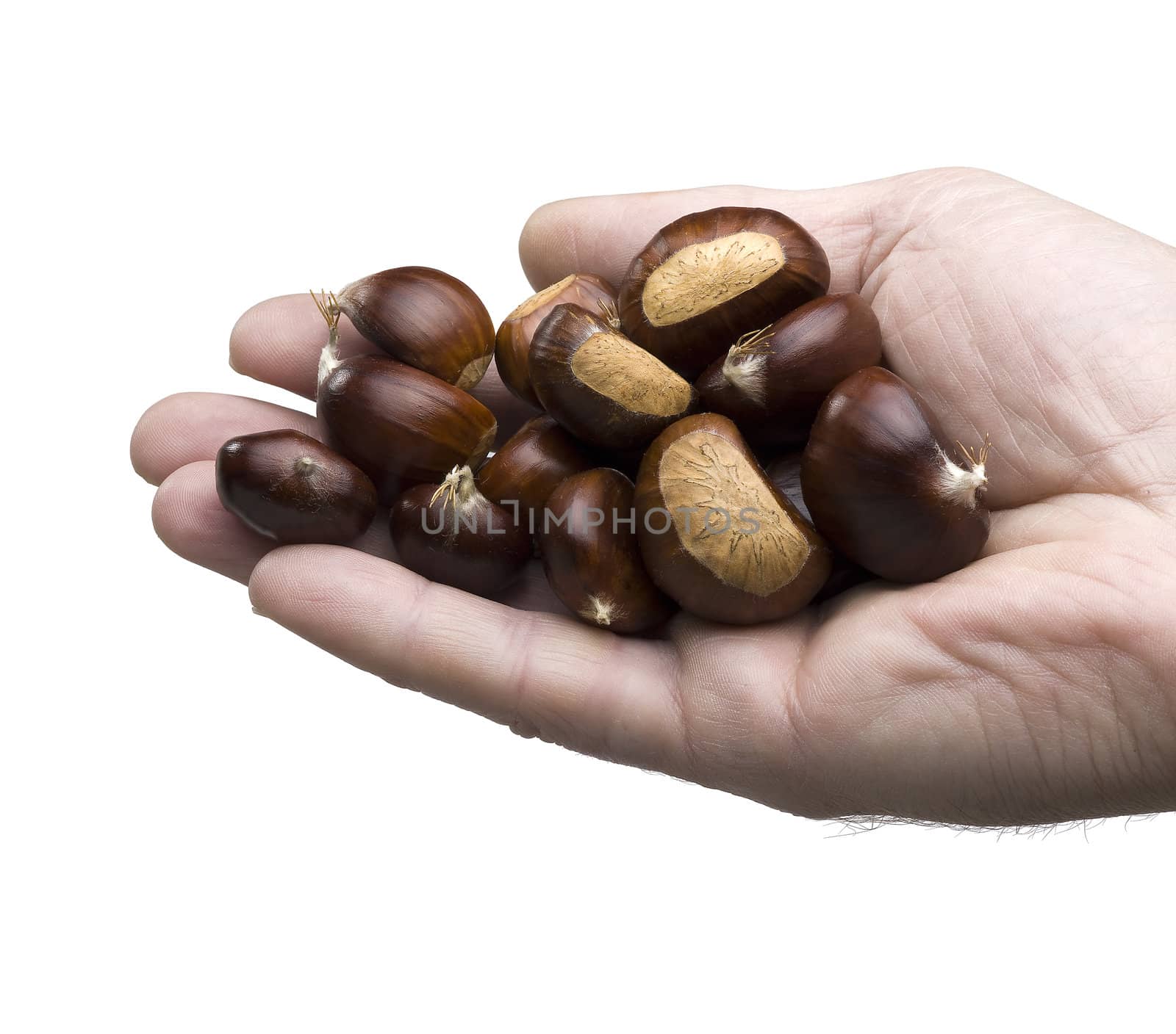 hand holding chestnuts on white background