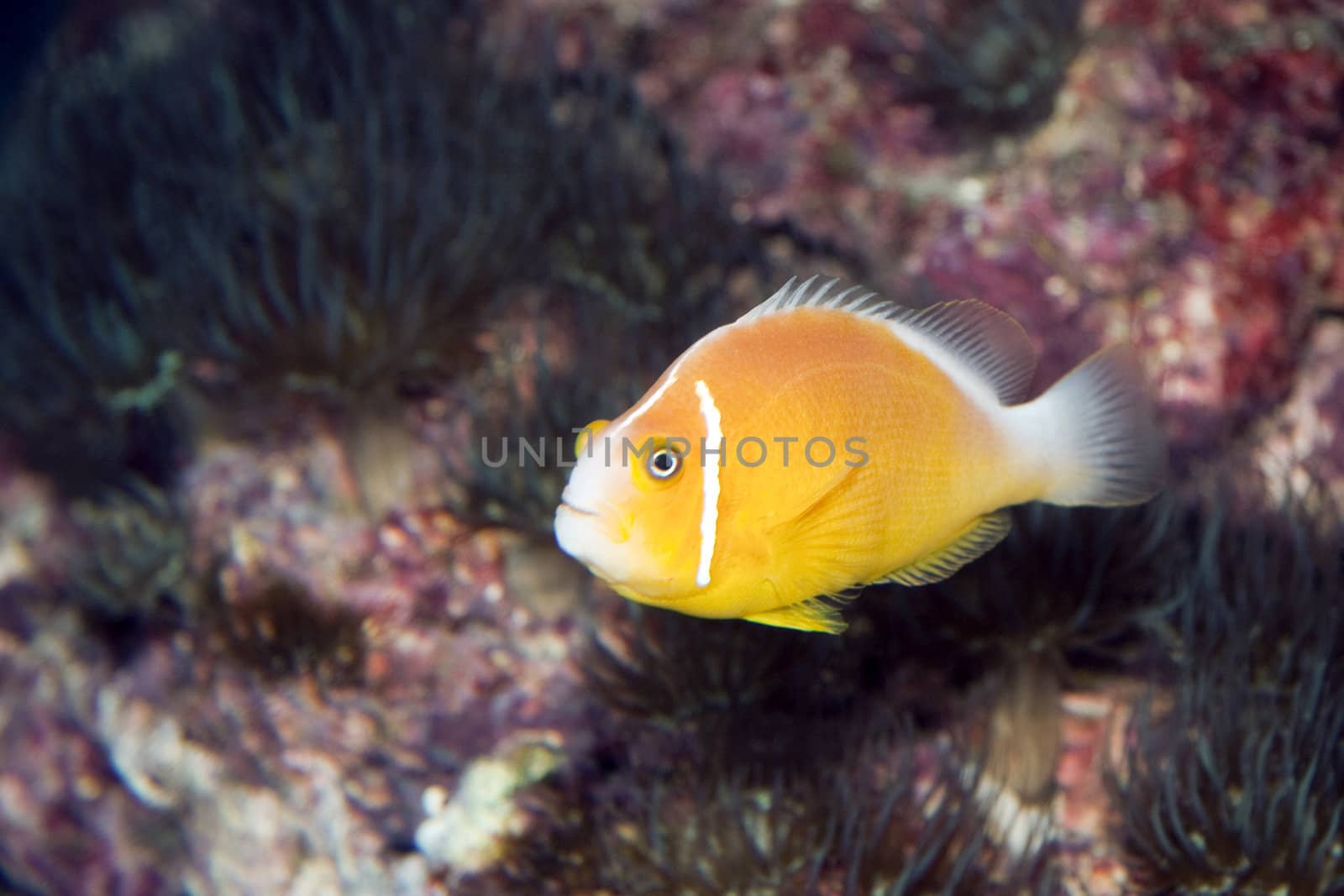 A close photo of a small yellow fish