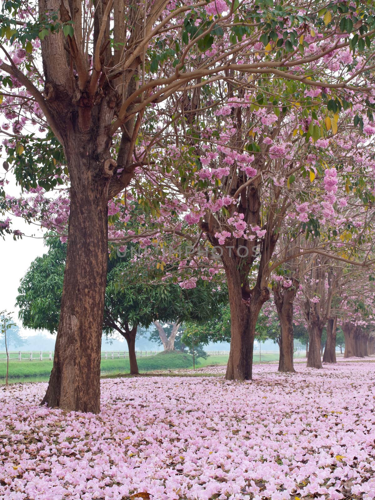 Pink trumpet tree blooming in countryside with farmland on backside(Tabebuia rosea, Family Bignoniaceae, common name Pink trumpet tree, Rosy trumpet tree, Pink Poui, Pink Tecoma)