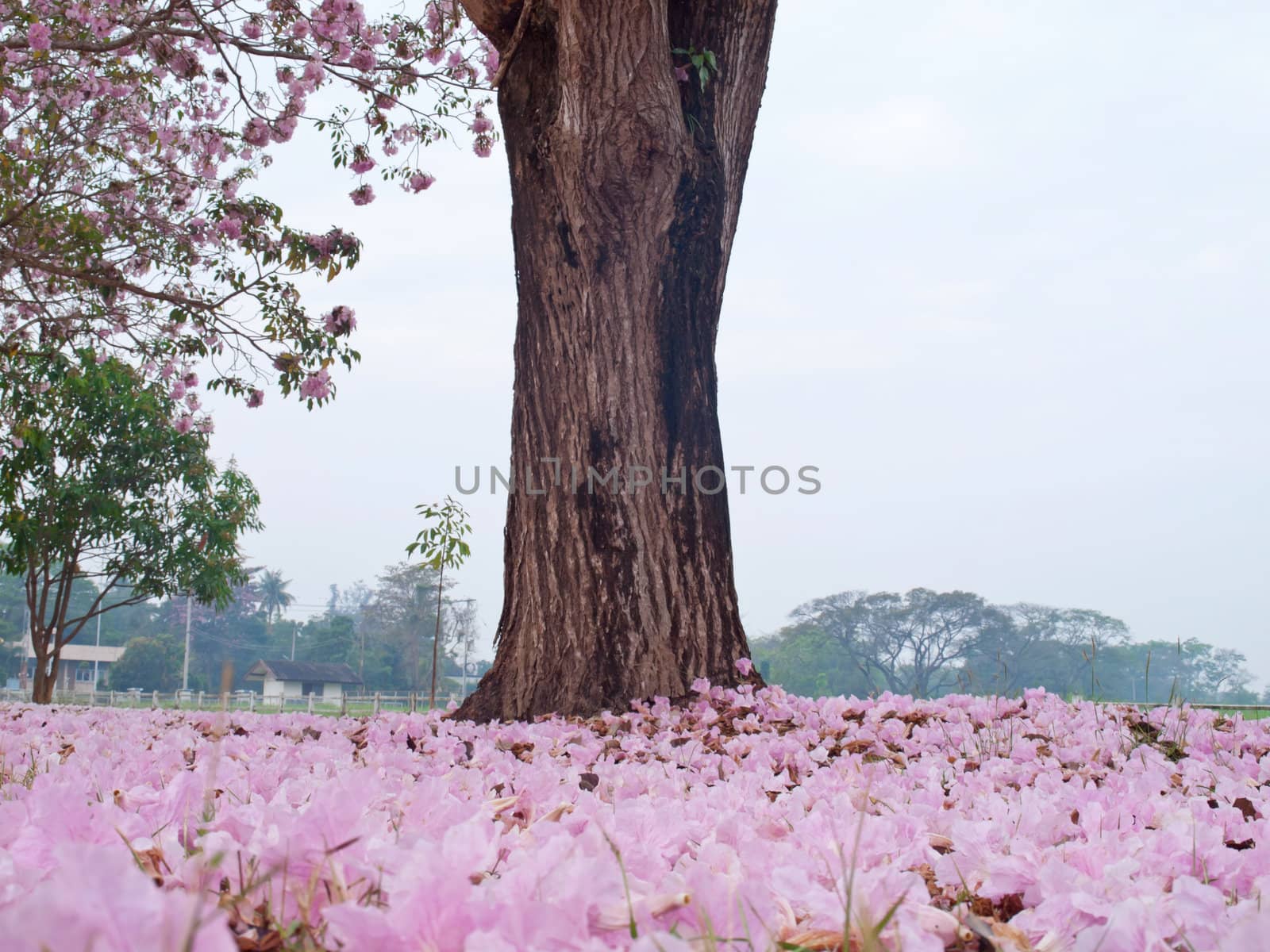 Pink trumpet tree blooming in countryside with farmland on backside(Tabebuia rosea, Family Bignoniaceae, common name Pink trumpet tree, Rosy trumpet tree, Pink Poui, Pink Tecoma)