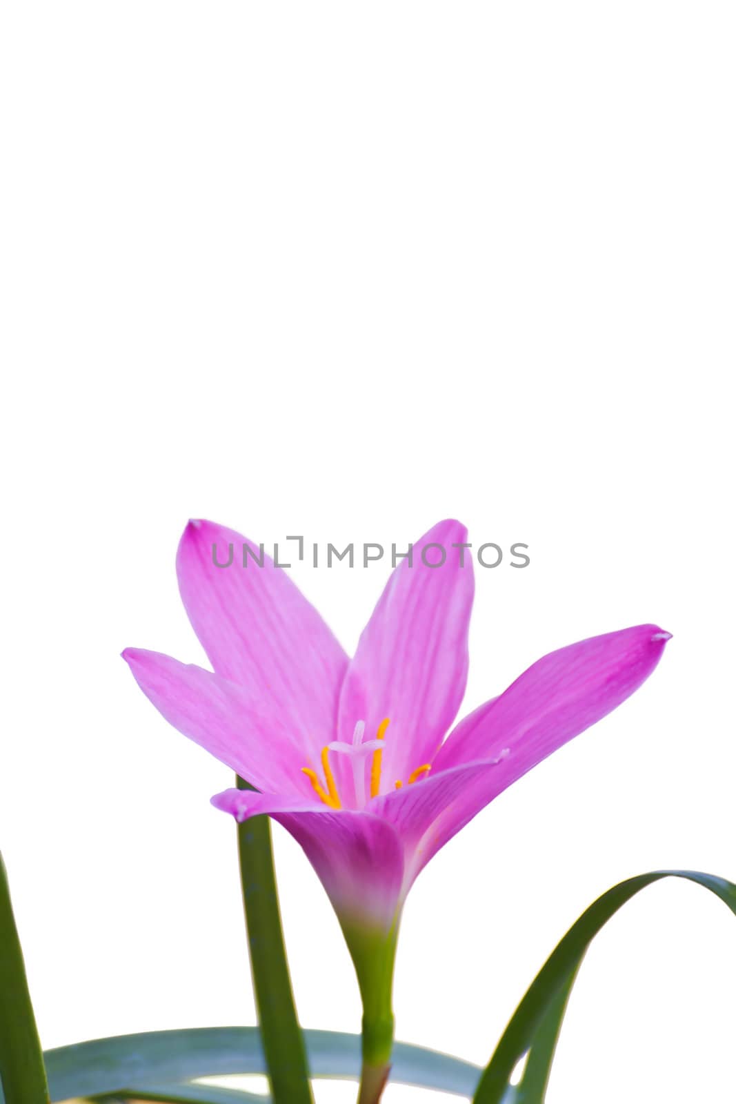Fadjar's pink(Zephyranthes rosea, know as Rain Lily or Fairy Lily) blooming in rainy season