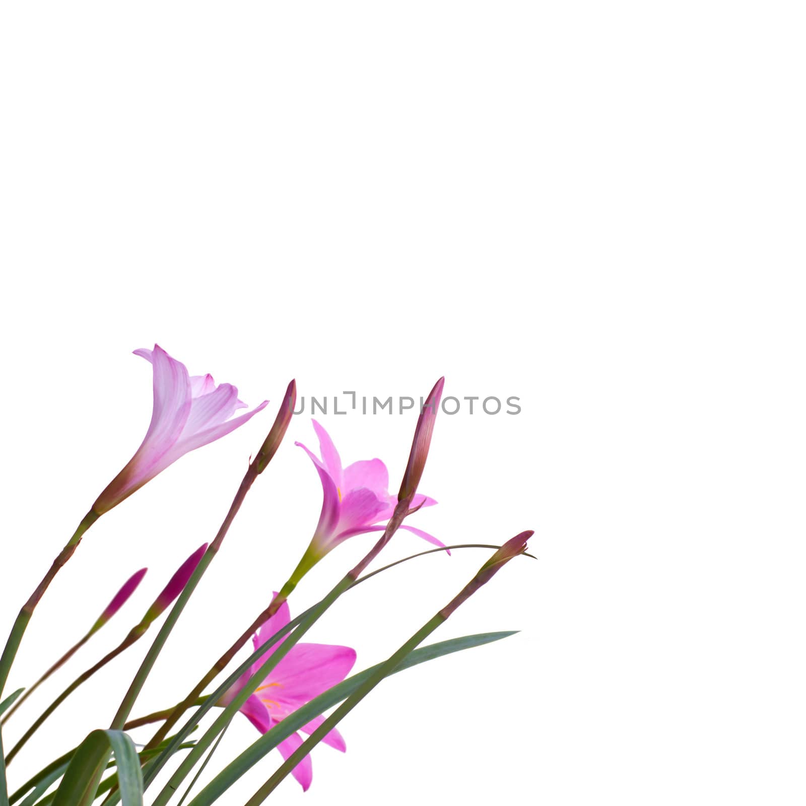 Rain Lily(Fairy Lily) blooming in rainy season, Habranthus brachyandrus with Fadjar's pink(Zephyranthes rosea)
