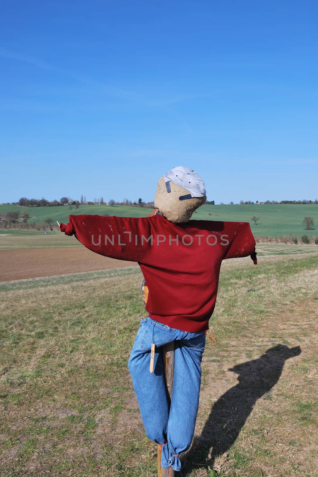 scarecrow in field