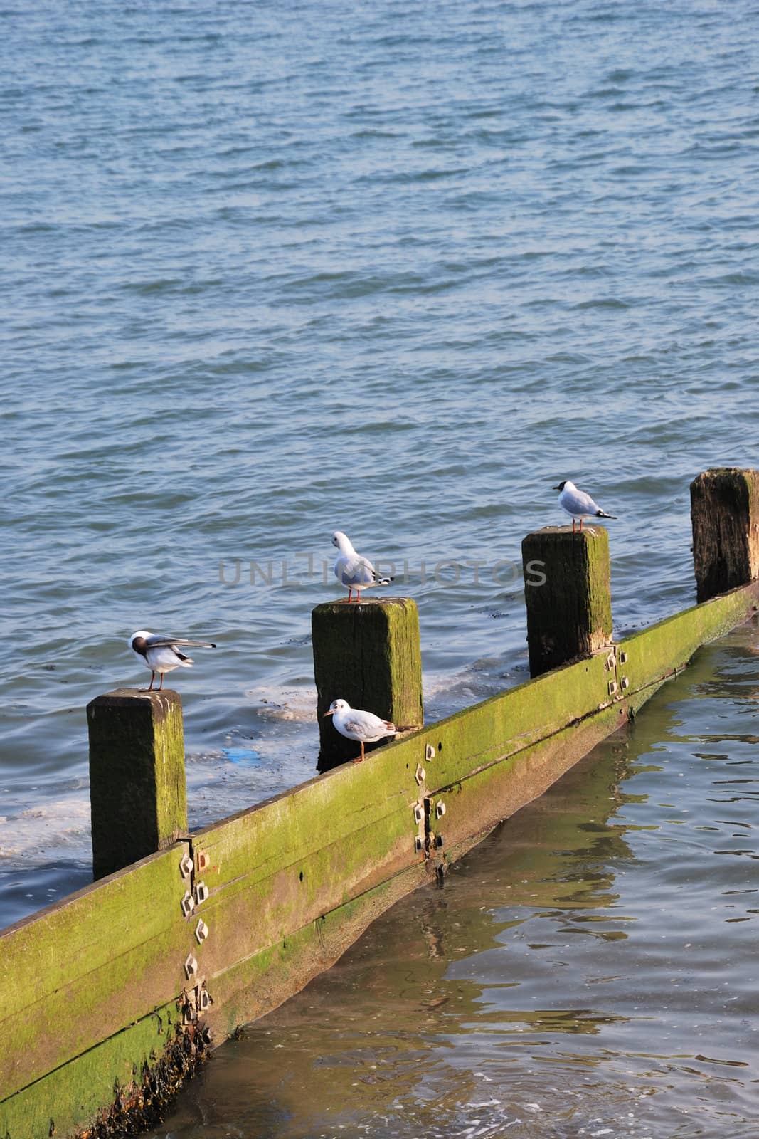 seagulls on breakwater