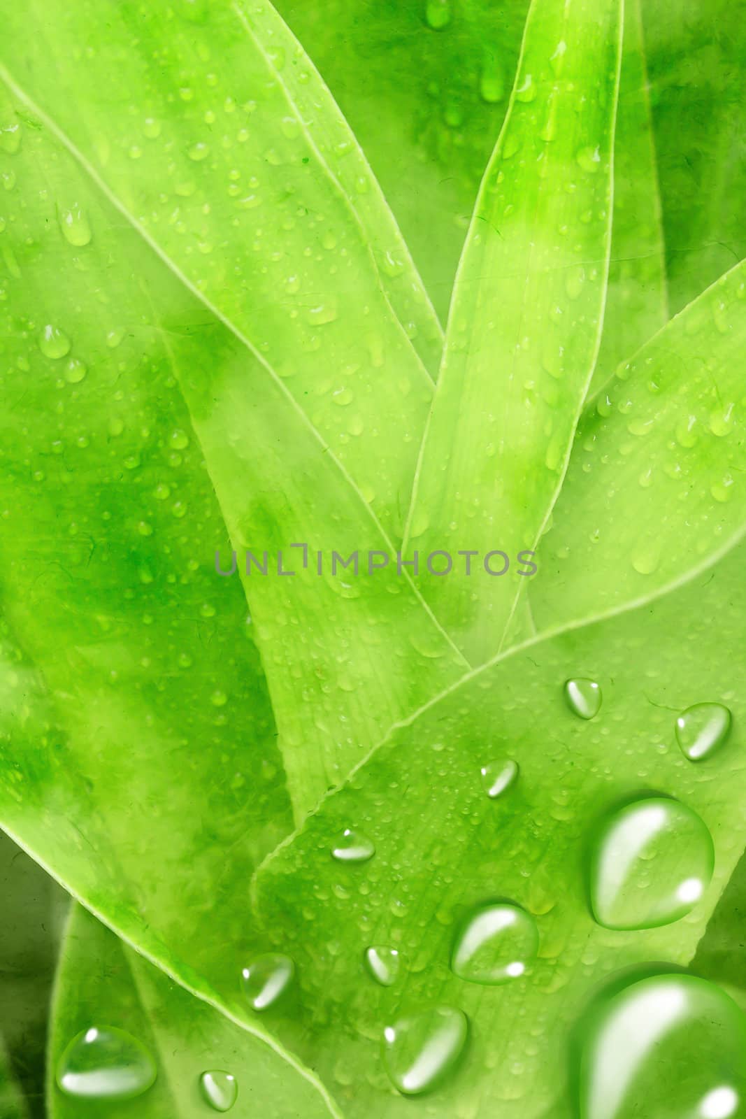 green leaf with drops of water 
 by rufous