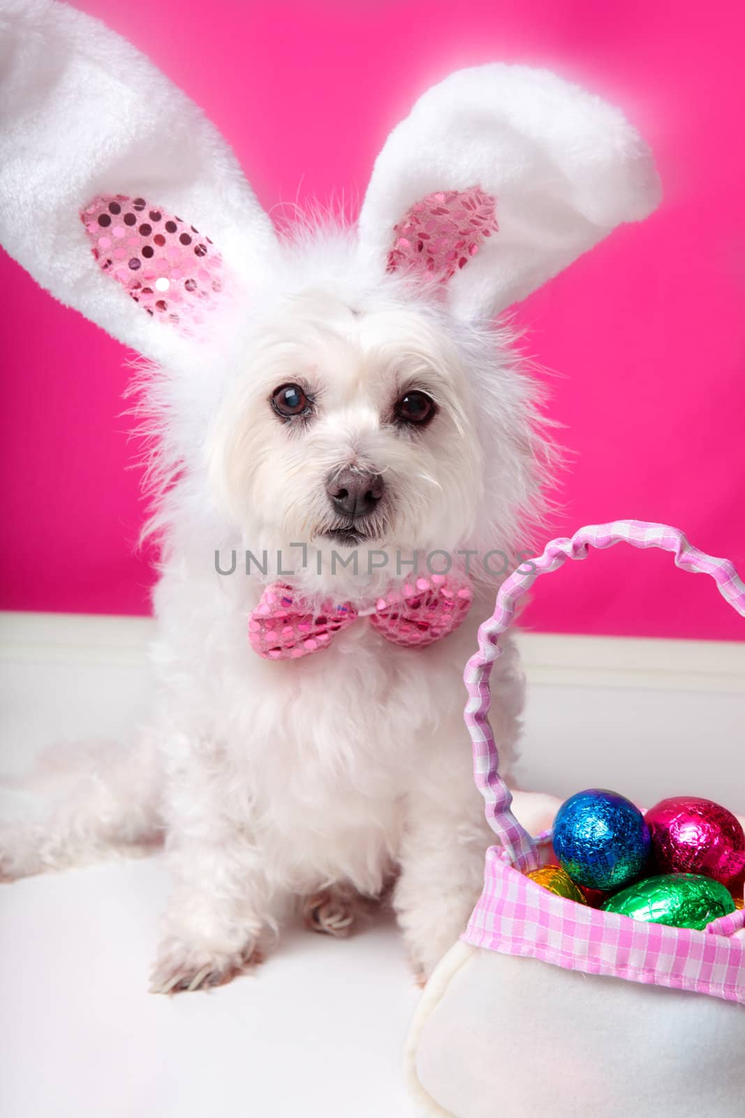 A dog wearing bunny ears sits beside a bag ful of delicious easter eggs. Pink background. Closeup