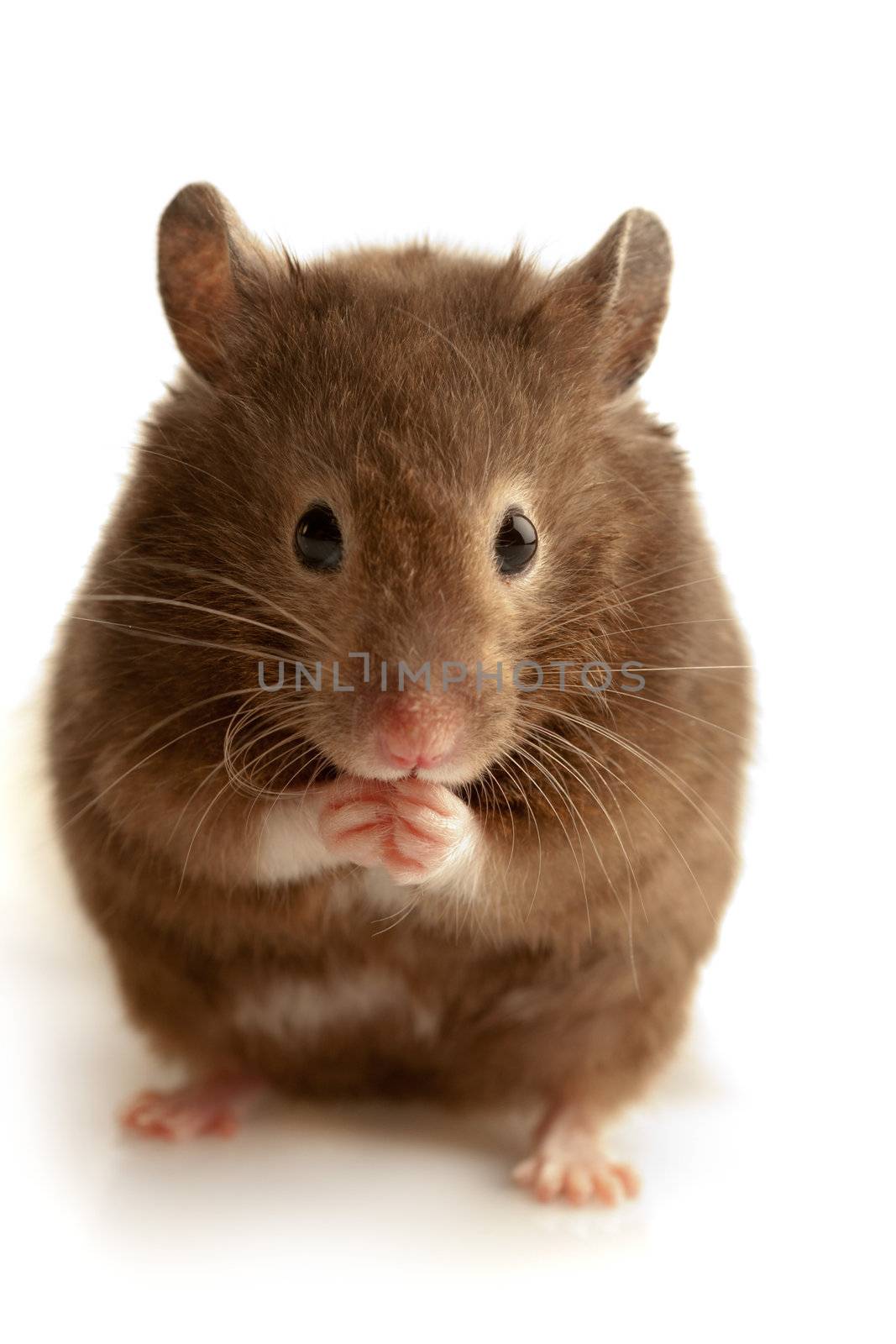 Brown home pet indoors with soft light macro