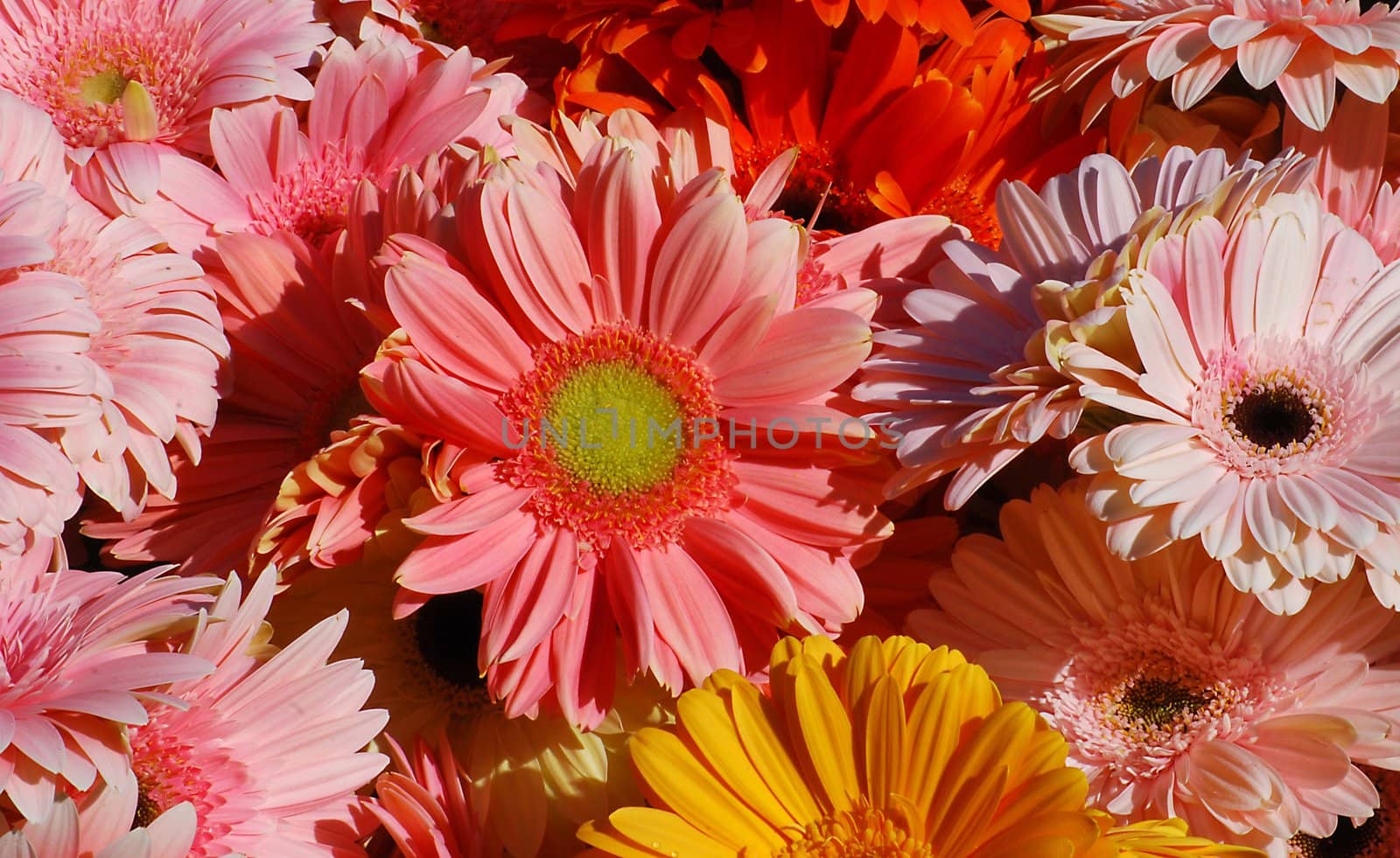 Pink, red, yellow gerbera close together as background