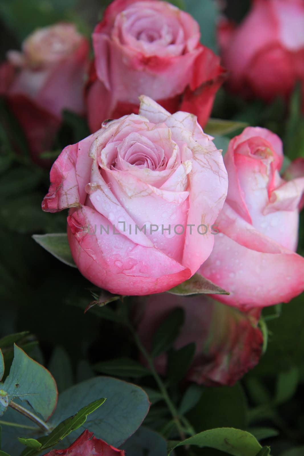 Detail of a bridal bouquet, big pink rose